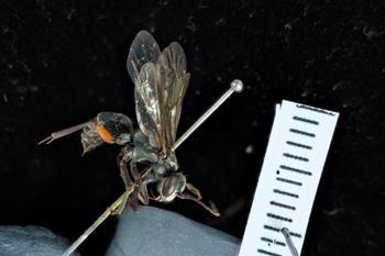 Media type: image;   Entomology 17178 Aspect: habitus lateral view